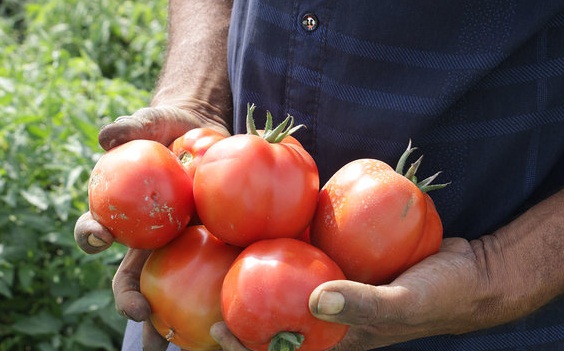 Image result for ‫وعده نزولی شدن قیمت گوجه‌فرنگی‬‎