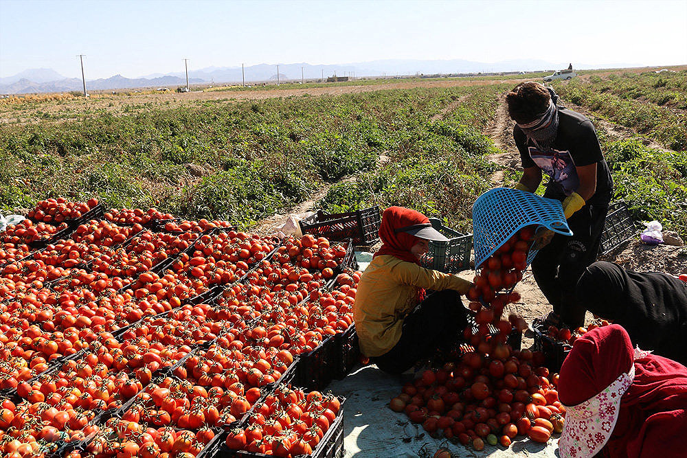 نرخ گوجه در مزرعه ۲۰۰ و در بازار ۲۰۰۰ تومان