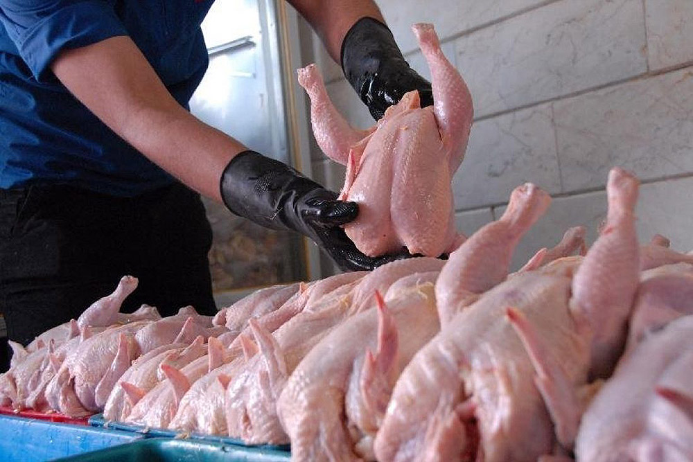 قیمت واحد ۱۲۵۰۰ تومانی مرغ زمانی عملی می‌شود که در همه استان‌ها اجرایی شود