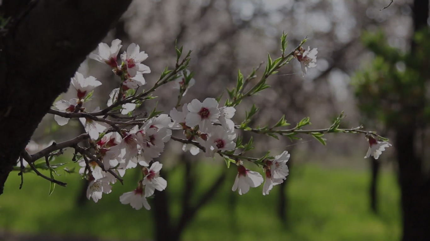شکوفه های بهاری – روستای حسن آباد سیرجان