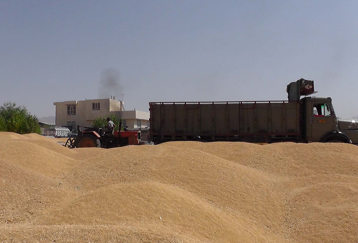 افزایش ۸۰ درصدی خرید گندم از کشاورزان کرمان