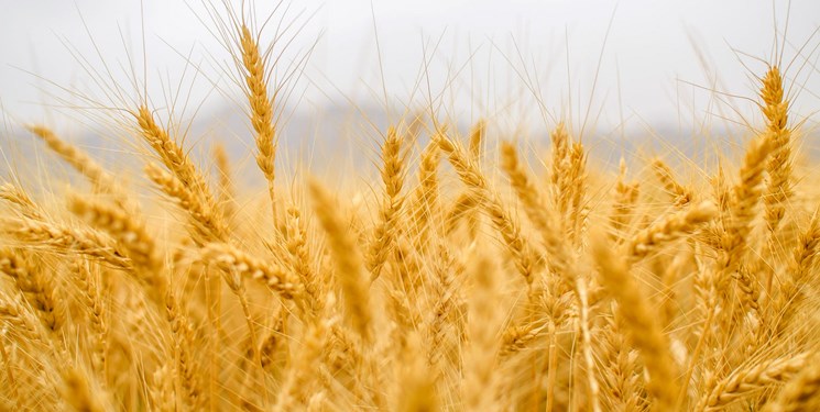 خرید ۱۷۷ هزار تن گندم از کشاورزان کرمانی