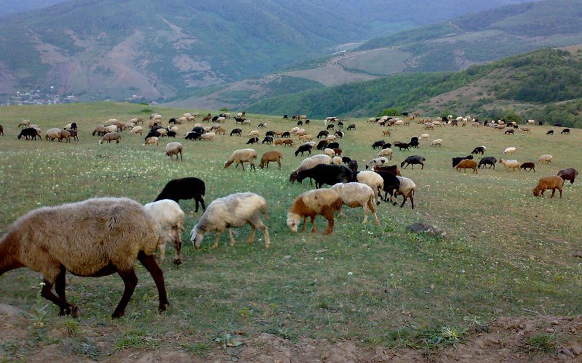 افزایش ۲۰ درصدی تولید علوفه مراتع در کرمان