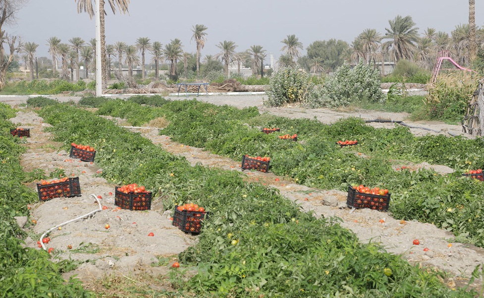 عراق واردات ۱۷ محصول کشاورزی از ایران را ممنوع کرد