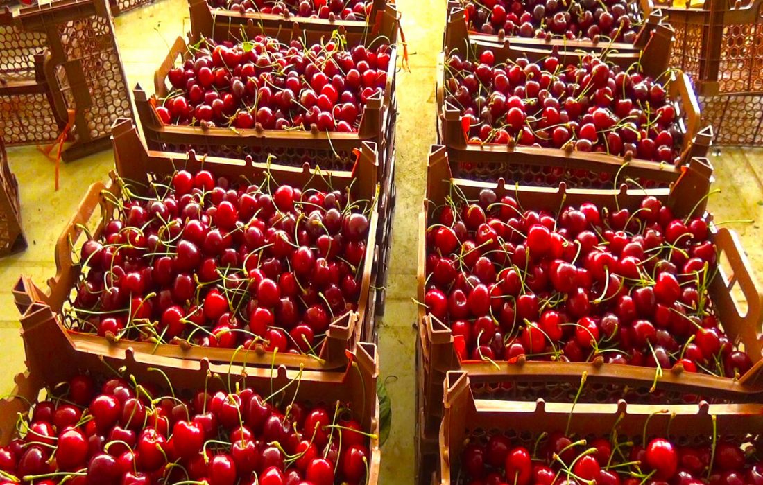 پیش بینی برداشت ۵۰۰تن میوه تابستانه از باغات سیرجان