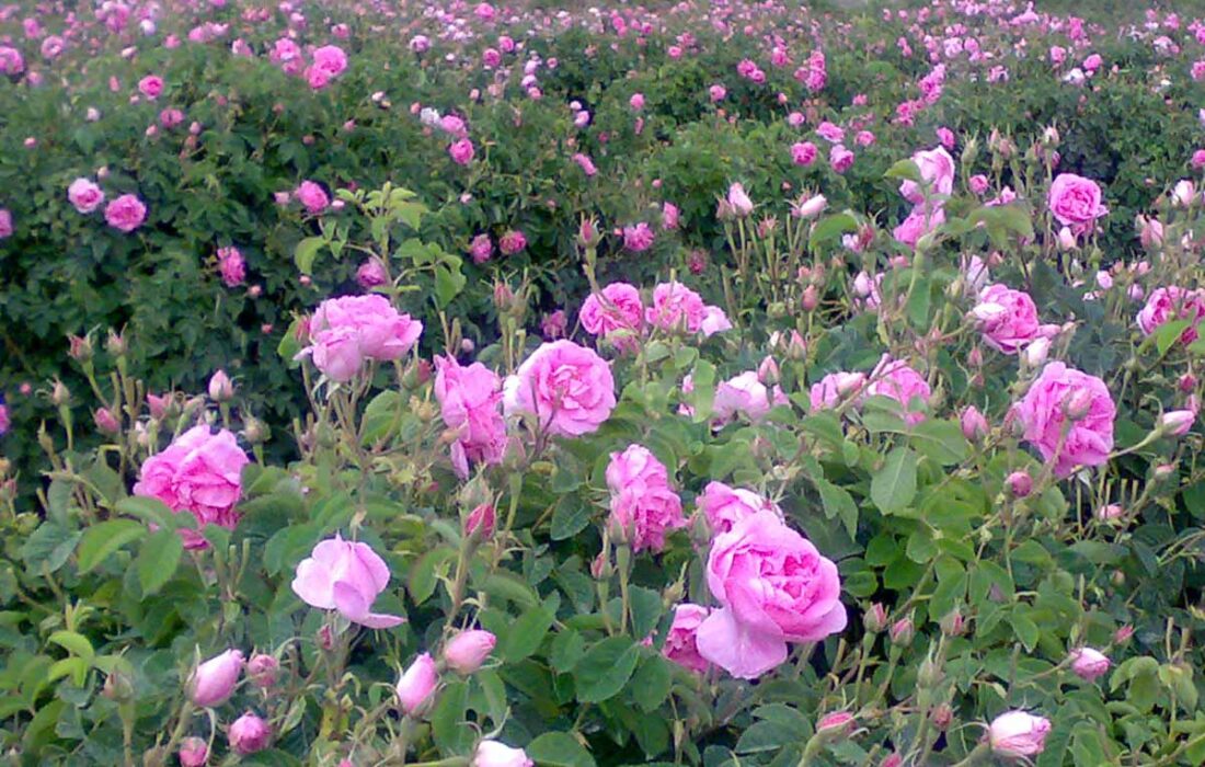 سرما ۳۰ درصد گل محمدی لاله زار را از بین برد