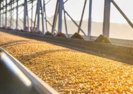 افزایش خرید گندم از کشاورزان در استان