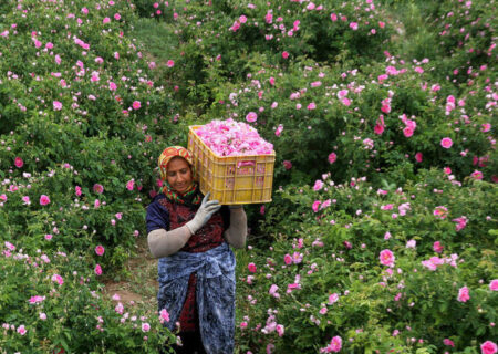 چهاردهمین جشنواره گل محمدی در بردسیر برگزار می‌شود