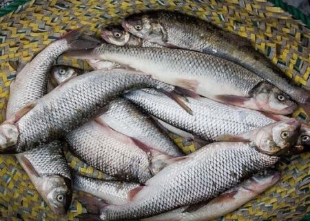 پیش‌بینی انفجار قیمت ماهی در نیمه دوم سال