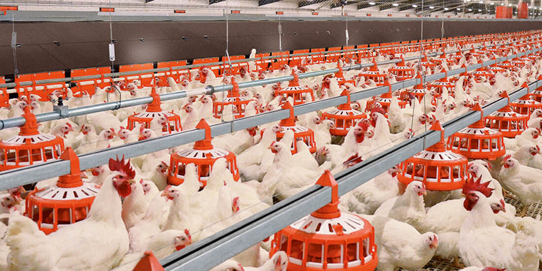 ۵۰ درصد مرغداران جوجه ریزی نکرده‌اند/ تابستان قیمت مرغ سر به فلک می‌کشد