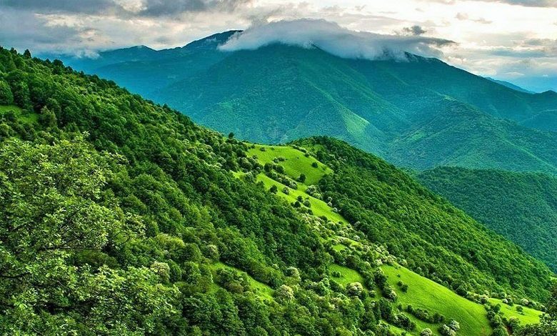 ۹ درصد از جنگل های کشور در کرمان قرار دارد