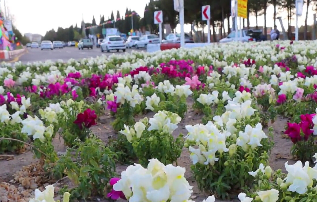 ویدئو | گل کاری نقاط مختلف شهر توسط سازمان فضای سبز در نوروز ۱۴۰۲