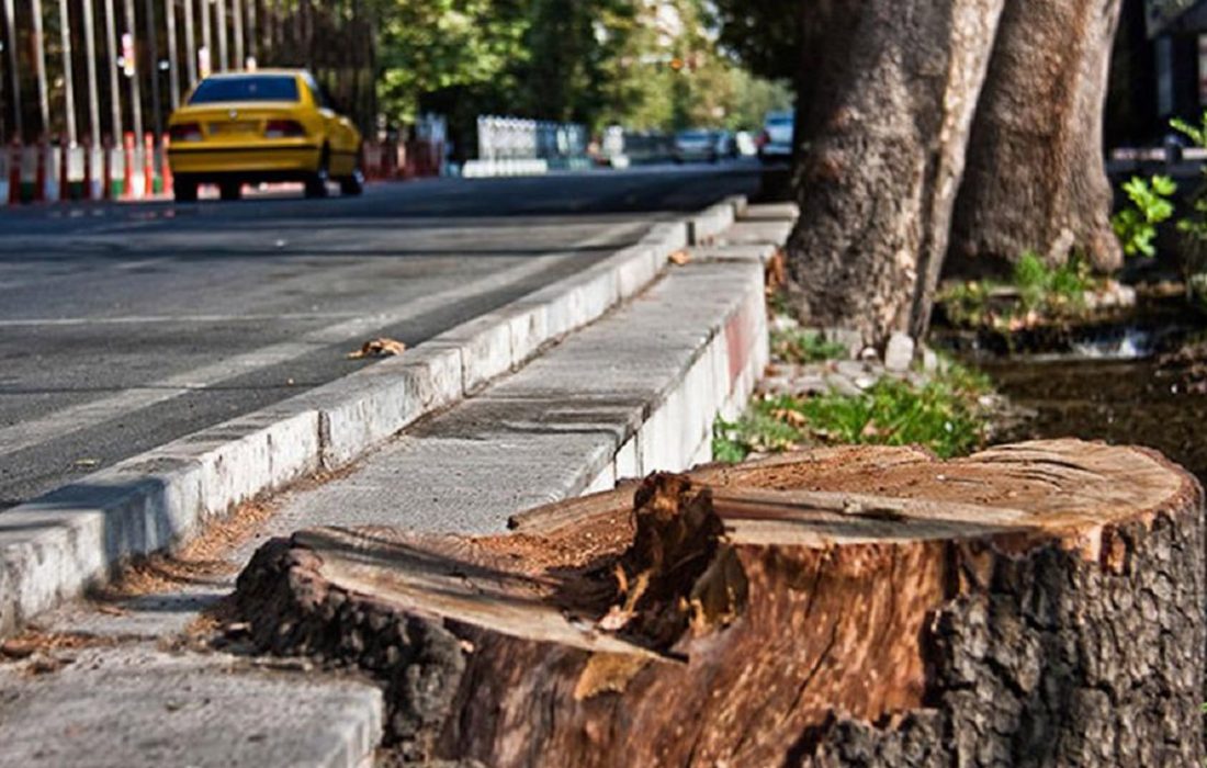 قطع بدون مجوز درختان در سطح شهر به هر دلیلی پیگرد قانونی دارد